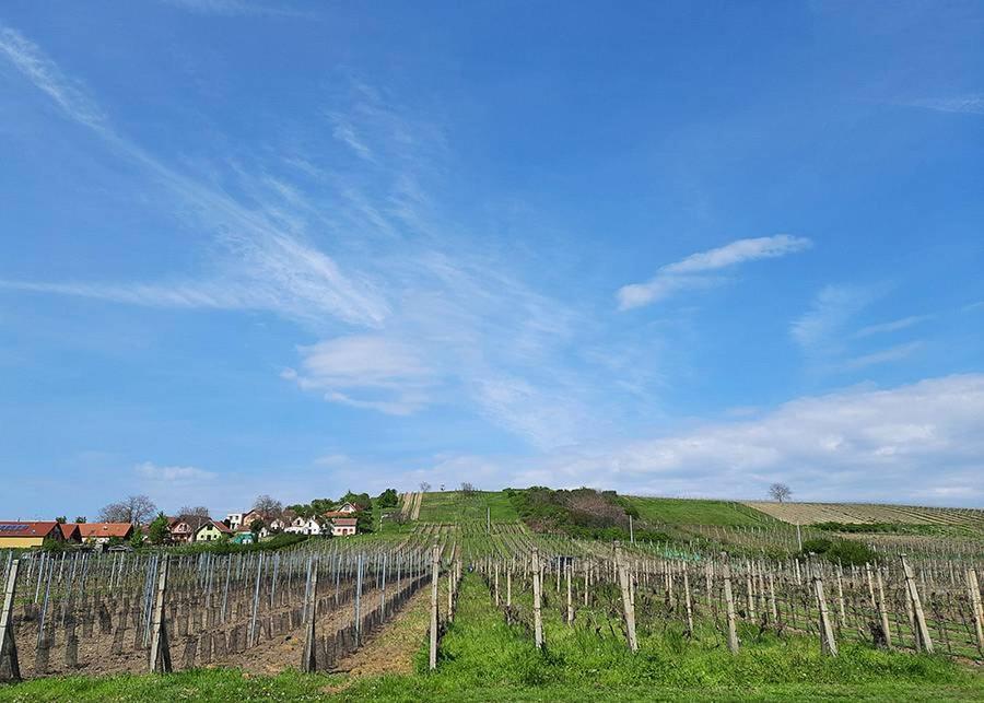 Pensjonat Sklep Vino Strycek Velké Bílovice Zewnętrze zdjęcie
